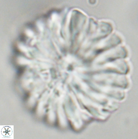 Discoaster multiradiatus 43942