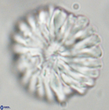 Discoaster multiradiatus 43943