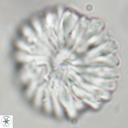 Discoaster multiradiatus 43943