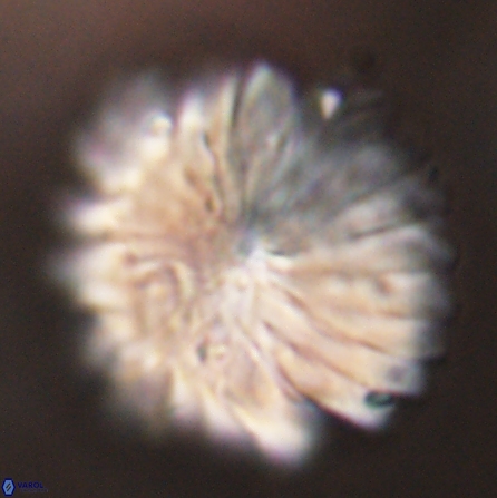 Discoaster multiradiatus 43944