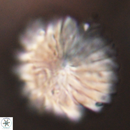 Discoaster multiradiatus 43944