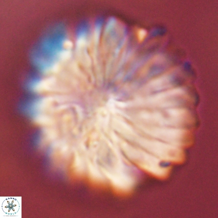 Discoaster multiradiatus 43945