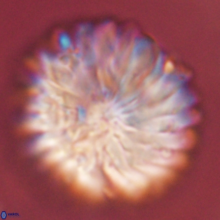 Discoaster multiradiatus 43947