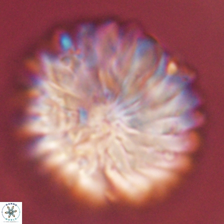 Discoaster multiradiatus 43947