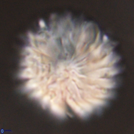 Discoaster multiradiatus 43948