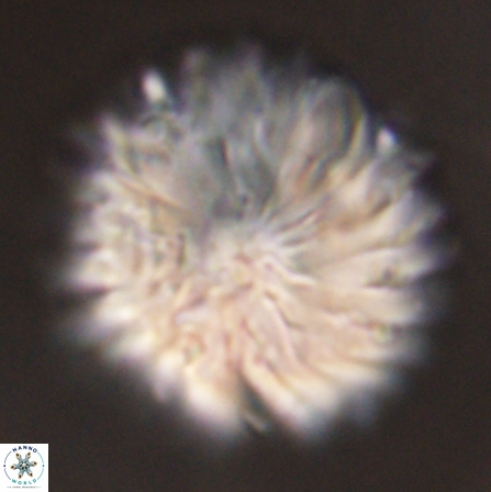 Discoaster multiradiatus 43948