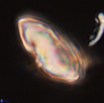 Discoaster multiradiatus 44045