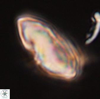Discoaster multiradiatus 44045