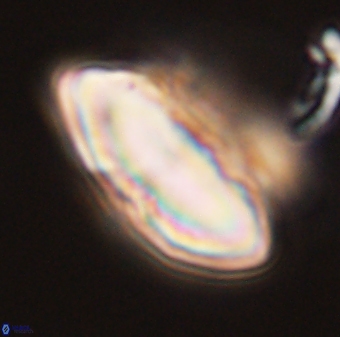 Discoaster multiradiatus 44048