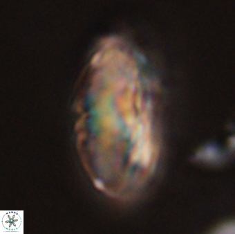 Discoaster multiradiatus 44049