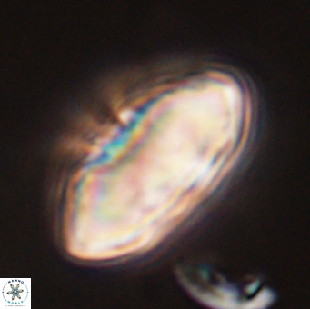 Discoaster multiradiatus 44052