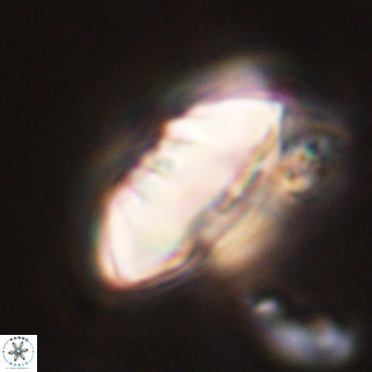 Discoaster multiradiatus 44053