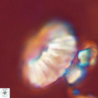Discoaster multiradiatus 44055