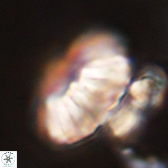Discoaster multiradiatus 44056