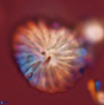 Discoaster multiradiatus 44058