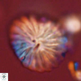 Discoaster multiradiatus 44058