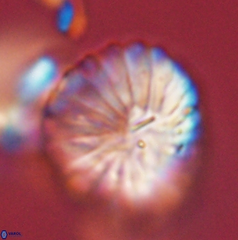 Discoaster multiradiatus 44060