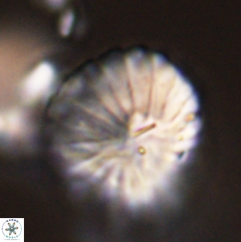 Discoaster multiradiatus 44061