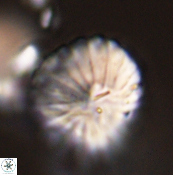 Discoaster multiradiatus 44062