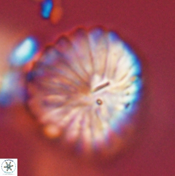 Discoaster multiradiatus 44064