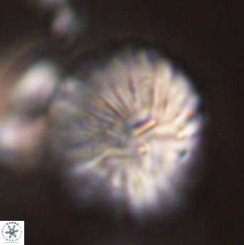 Discoaster multiradiatus 44066