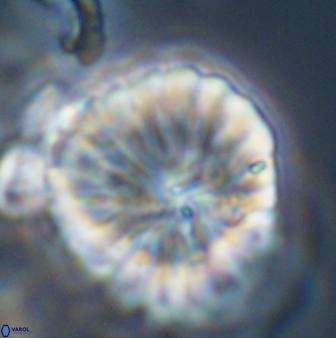 Discoaster multiradiatus 44068