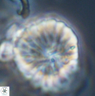 Discoaster multiradiatus 44068