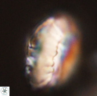 Discoaster multiradiatus 44166