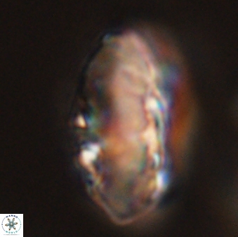 Discoaster multiradiatus 44169