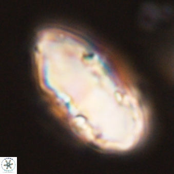 Discoaster multiradiatus 44170