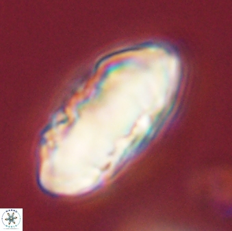 Discoaster multiradiatus 44172