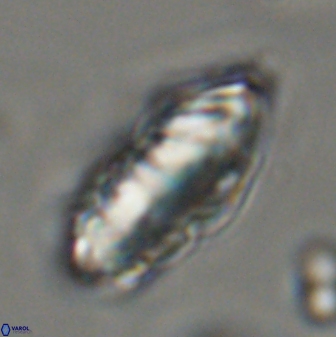 Discoaster multiradiatus 44174