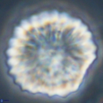 Discoaster multiradiatus 44181