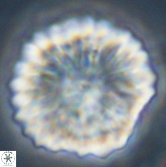 Discoaster multiradiatus 44181