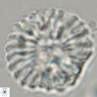 Discoaster multiradiatus 44182