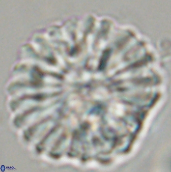 Discoaster multiradiatus 44183