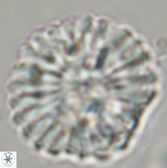 Discoaster multiradiatus 44183
