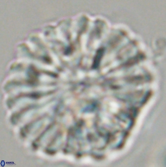Discoaster multiradiatus 44184