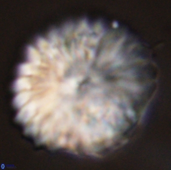 Discoaster multiradiatus 44185