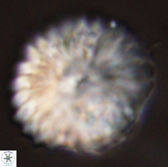 Discoaster multiradiatus 44185
