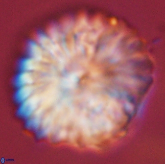 Discoaster multiradiatus 44186