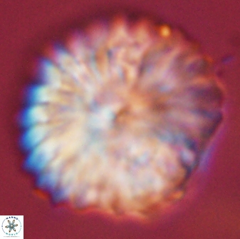 Discoaster multiradiatus 44186