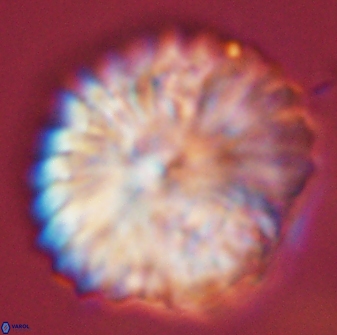 Discoaster multiradiatus 44187
