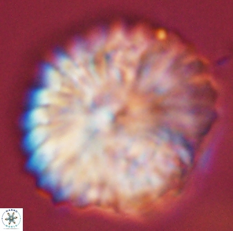 Discoaster multiradiatus 44187