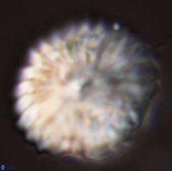Discoaster multiradiatus 44188