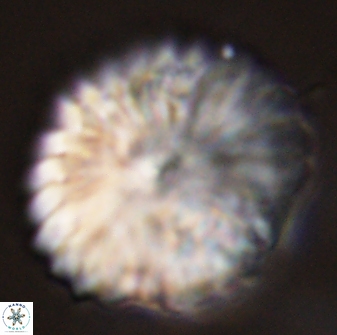 Discoaster multiradiatus 44188