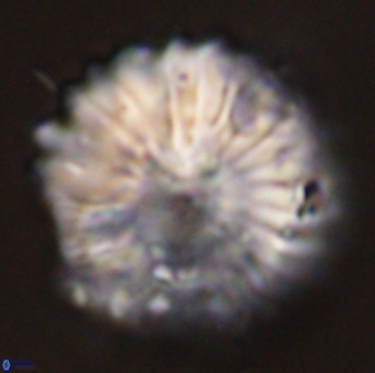 Discoaster multiradiatus 44189