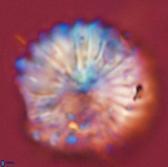 Discoaster multiradiatus 44190
