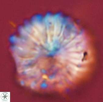 Discoaster multiradiatus 44190