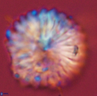 Discoaster multiradiatus 44191